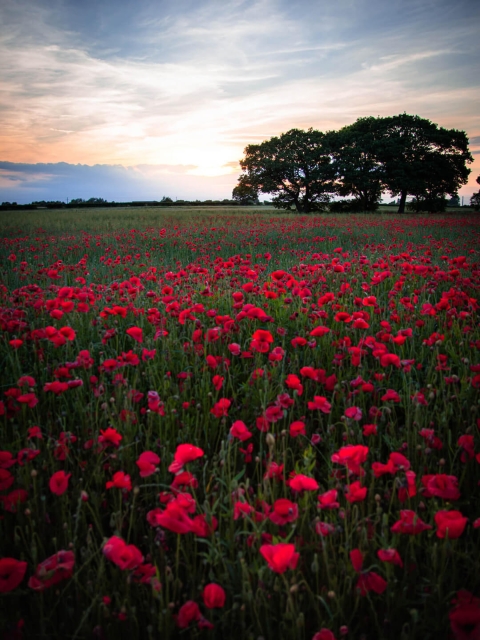 Poppy Fields