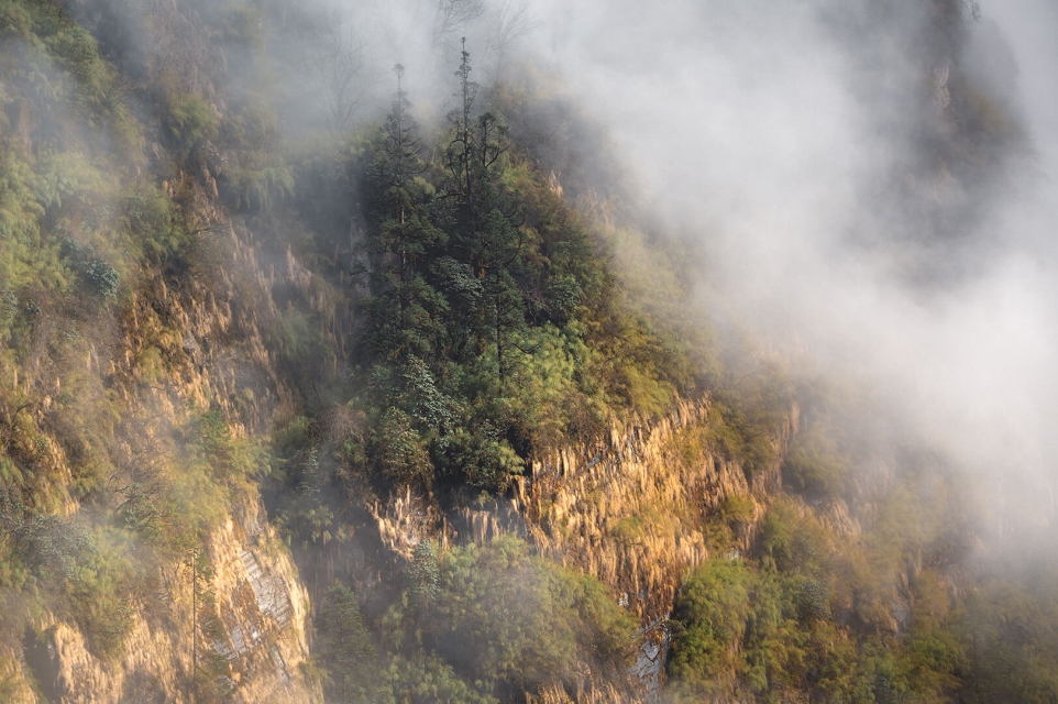 Mountainside, Bamboo Forest