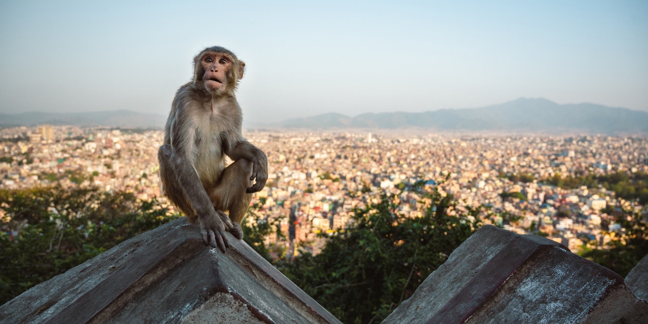 Monkey at Monkey Temple