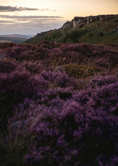 Heather in Bloom, Curbar Edge