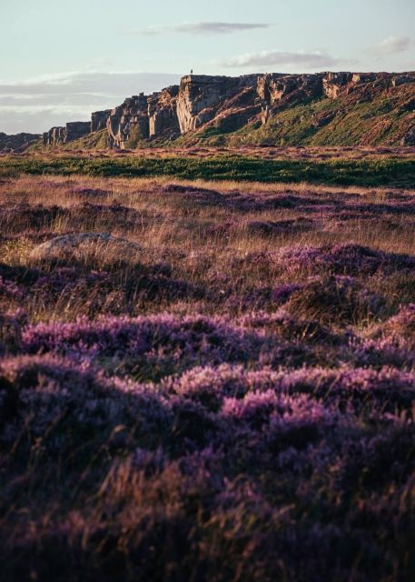 Heather in Bloom, Curbar Edge
