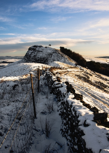 Lone Tree on Back Tor