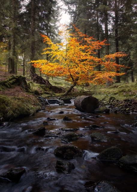 Autumn Colours, Lone Tree