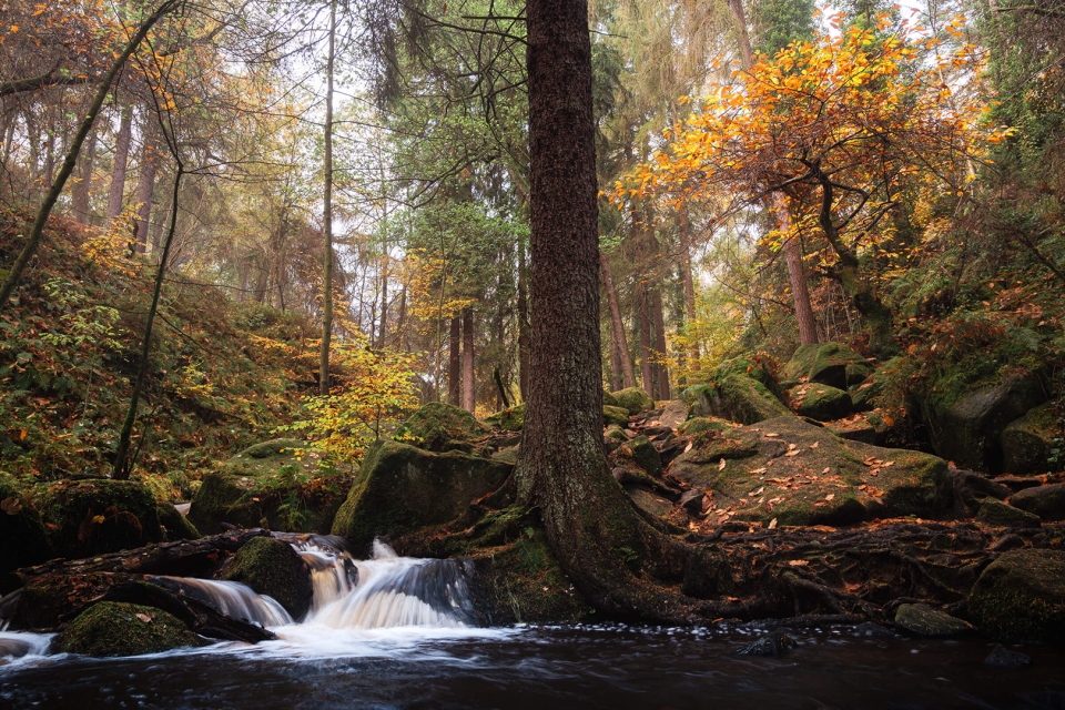 Autumn Colours, Wyming Brook