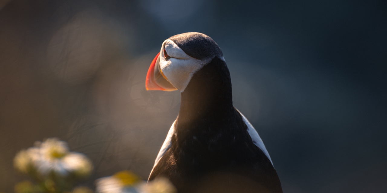 Puffins of Flamborough