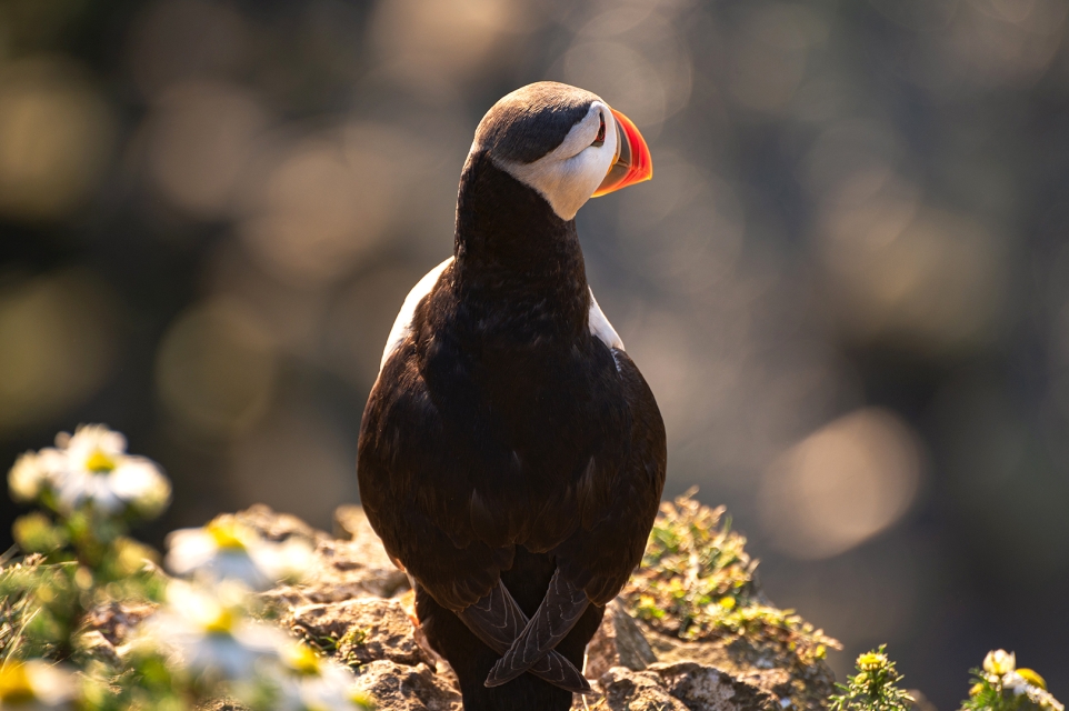 Puffin