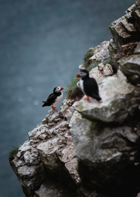 Puffins