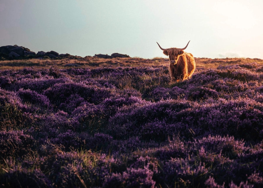 Highland Coo, Heather in Bloom