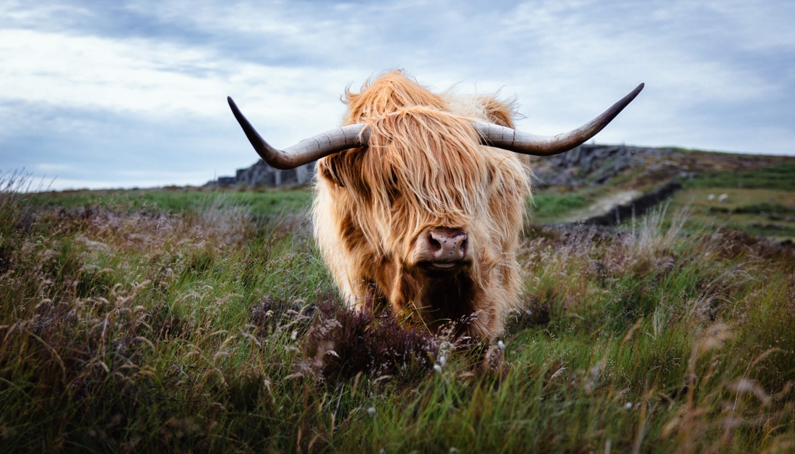 Highland Coo