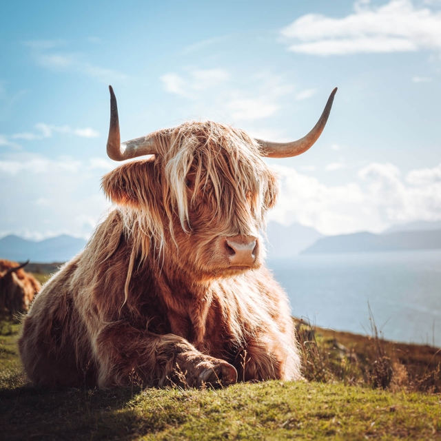 Highland Coo