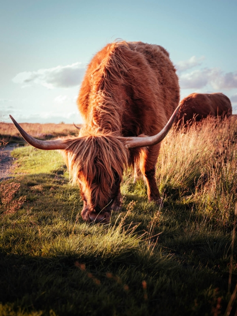 Highland Coo