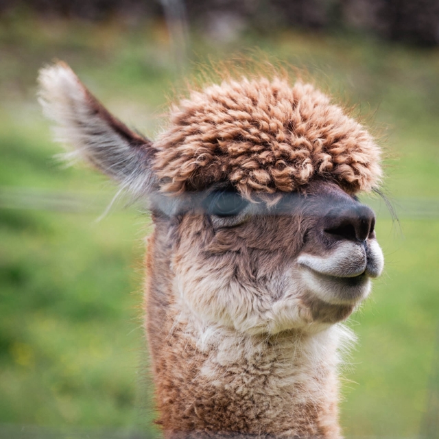 Llama in the Lake District