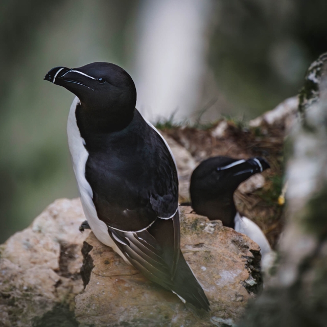 Razorbill