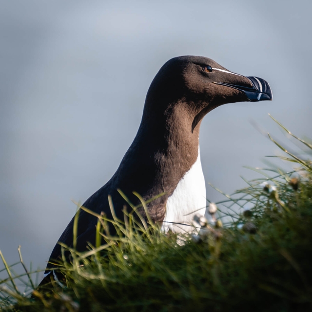 Razorbill