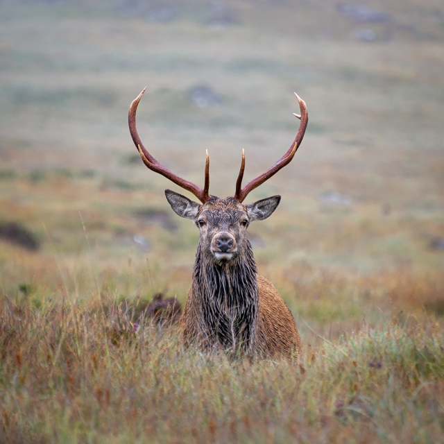 Scottish Stag