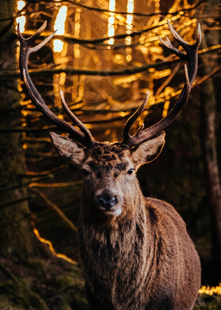 Scottish Stag